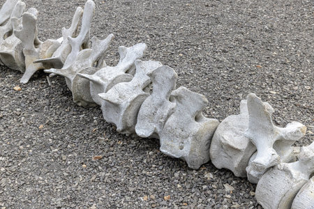 Whale vertebrae forming a line on gravel groundの写真素材