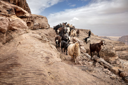 Flock of goats walking on rocky mountain path in Petra, Jordanの写真素材