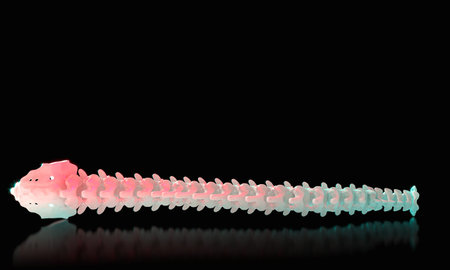 Human spine showing vertebrae, intervertebral discs, on black 3dの写真素材