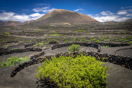viticulture landscape lanzarote, canary islandsの写真素材