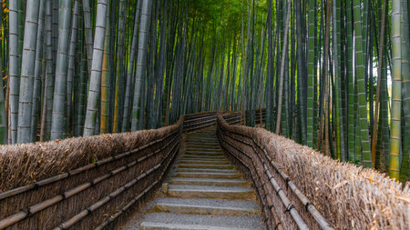 Adashino Nenbutsuji bamboo forest in Kyoto, Japan