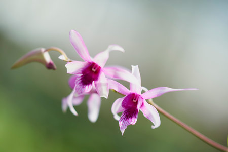 A branch of beautiful orchids in the park of Ho Chi Minh city