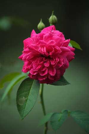 Roses in the park in Ho Chi Minh Cityの写真素材
