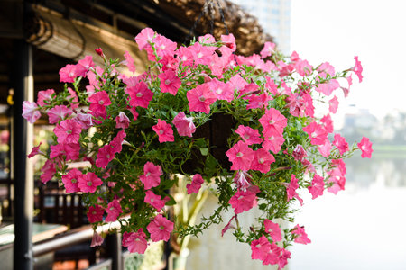 SURFIN is a beautiful, colorful flower that blooms all year roundの写真素材
