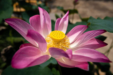 lotus, the national flower of Vietnamの写真素材