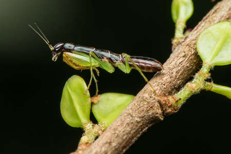 Grasshoppers in Ho Chi Minh City Park