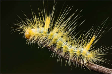 The life of small insects in the park in Ho Chi Minh city