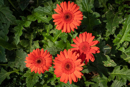 Gerbera, Flower with symbolic meaning of happiness and loveの写真素材