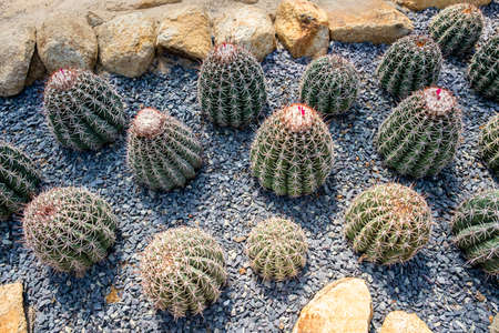 Cactus, the typical tree of the desert