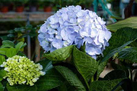Hydrangeas, very beautiful and vibrant flowersの写真素材