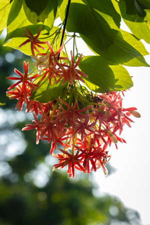 The prince's flower, also known as the helminth, is a tree of the climbing stem. The tree produces...