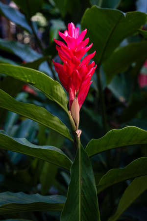 Beautiful wildflowers in the park of Ho Chi Minh City, Vietnamの写真素材
