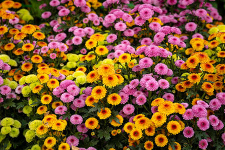 Beautiful wildflowers in the park of Ho Chi Minh City, Vietnam