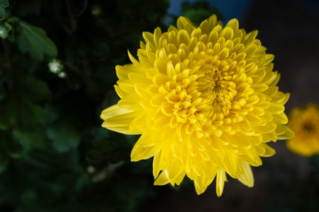 The yellow chrysanthemum is also a symbol of warmth, happiness and reunion