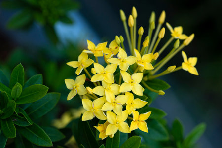 Beautiful wildflowers in the park of Ho Chi Minh City, Vietnam