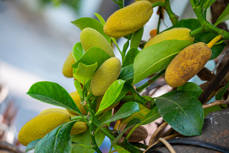 Young jackfruit, a delicious fruit of the tropics