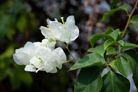confetti, woody plant, shrub or tree with thornsの写真素材