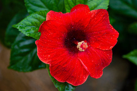 Hibiscus flower, the national flower of Malaysiaの写真素材