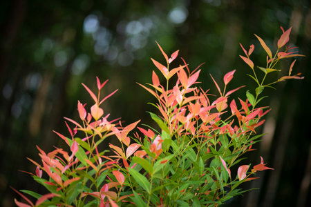 Young shoots of a hedge plantの写真素材