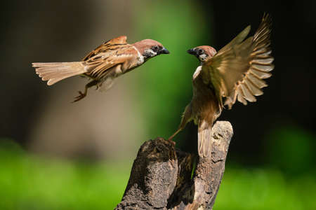 The dance of sparrows in the park in Vietnam