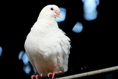 The dove is a symbol of love, peace and happinessの写真素材