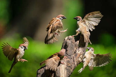 The dance of sparrows in the park in Vietnam