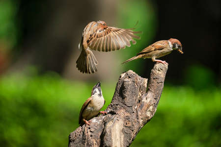 The dance of sparrows in the park in Vietnam