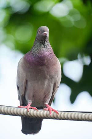 The dove is a symbol of love, peace and happiness