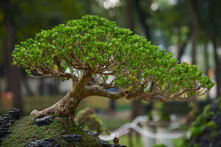 Potted plants are planted in a park in Ho Chi Minh Cityの写真素材