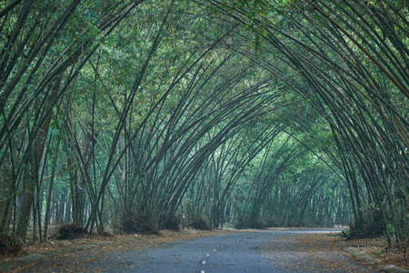 Bamboo bushes grow on a village road in a rural area of Vietnamの写真素材