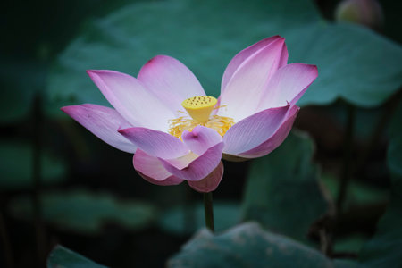 lotus, the national flower of Vietnamの写真素材