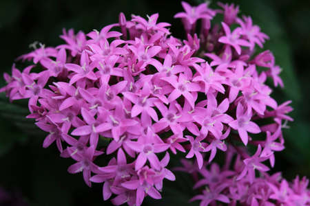 Close-up of beautiful purple flowers blooming in a park in Ho Chi Minh City