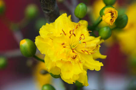 Ochna integerrima, spring manifestation of Vietnamの写真素材