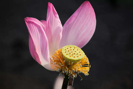 lotus, the national flower of Vietnamの写真素材