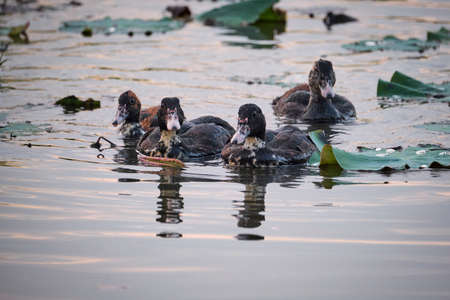 The duck is one of the pets that is very familiar to us, especially farmersの写真素材