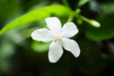 Beautiful wildflowers in the park of Ho Chi Minh City, Vietnam