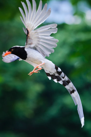 A red-billed tern is flying in the air.