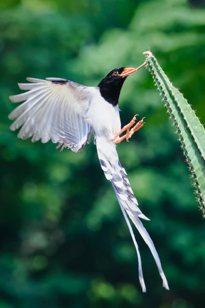 A Red-billed Tern is sitting on a cactus in the garden.の写真素材