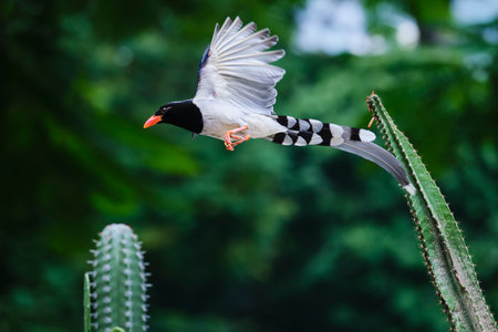 A black and white pied perching on a cactus.の写真素材