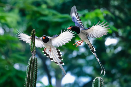 Pair of Blue-billed Magpie (Papilio biarmicus) flying over cactusの写真素材