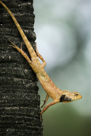 Close up of a lizard on a tree in the rainforest.