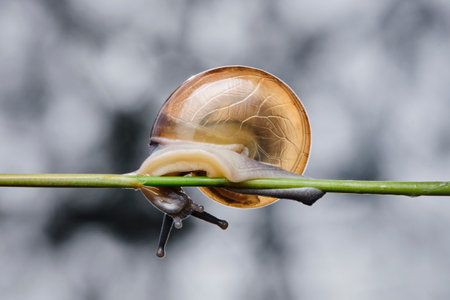 Snail crawling on a green twig on a gray background.の写真素材