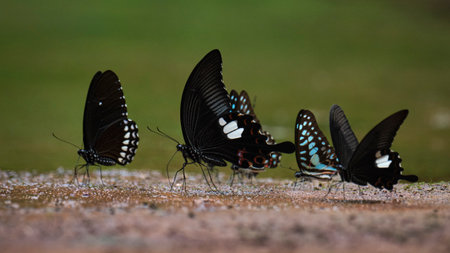 Beautiful butterflies by the stream in Ma Da forest, Dong Nai province, Vietnamの写真素材