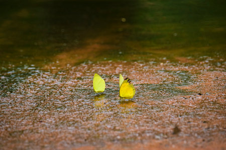 Butterflies in the rain. Two yellow butterflies on the surface of the water.の写真素材
