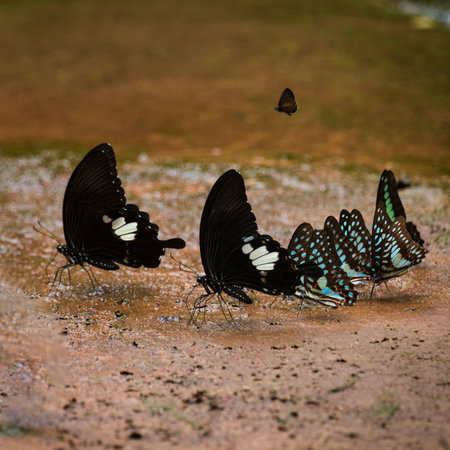 Beautiful butterflies by the stream in Ma Da forest, Dong Nai province, Vietnam
