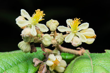 Close up of the flowers of a tangerine tree (Tangerine tree)