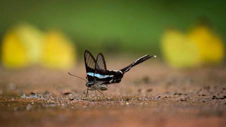 Beautiful butterflies by the stream in Ma Da forest, Dong Nai province, Vietnamの写真素材