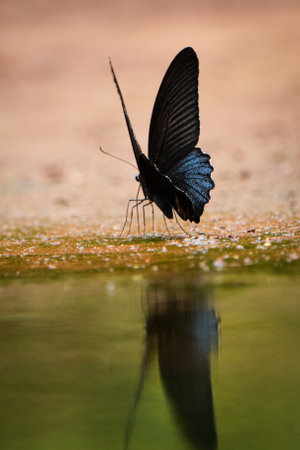 Beautiful butterflies by the stream in Ma Da forest, Dong Nai province, Vietnam