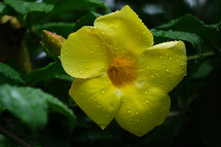 Allamanda cathartica, yellow allamanda flower with raindrops