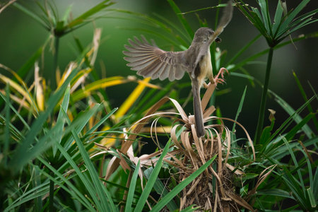 A female Wren perching on a nest in the rainforest